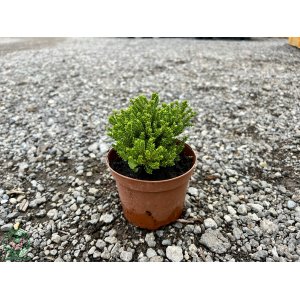 Hebe vždyzelené (Hebe ochracea) ´GREEN GLOBE´- výška 10 cm, Ø 10-15 cm, kont. P10